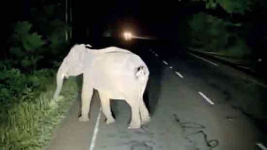 TikTok video of  harassing an elephant How human stupidity creates  so-called ‘problem Elephants’