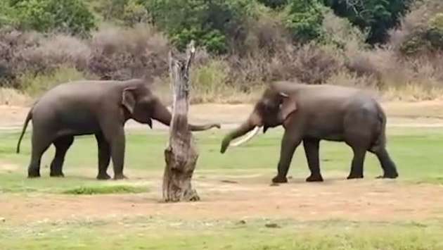 'Sumedha' spotted again in Minneriya National Park