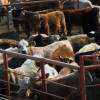 Canada bans Texas cattle over flesh-eating screwworm outbreak in US