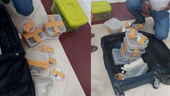 Woman held at Chennai airport with 22 snakes