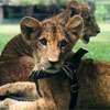 Lion cub viewing at Dehiwala zoo ends June 21