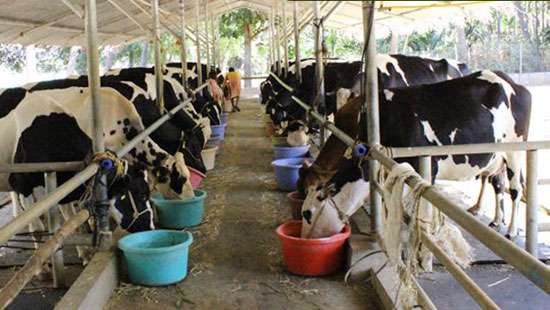 SL’s animal husbandry industry suffers due to animal feed scarcity, price hike: Amaraweera