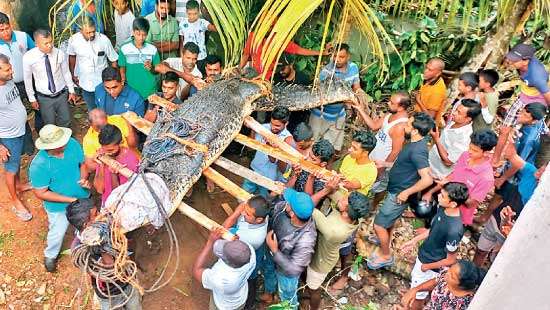 15-foot Croc captured and handed over to DWC