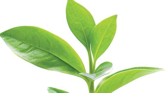 Good demand at tea auction this week despite dip in offering