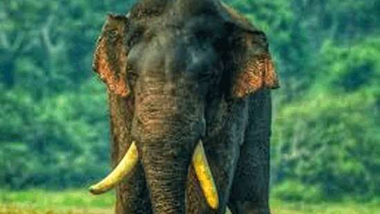 Tusker Agbo injured by gunshot yet again