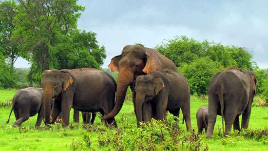 Will two more Sri Lankan elephants suffer in Pakistani zoos?