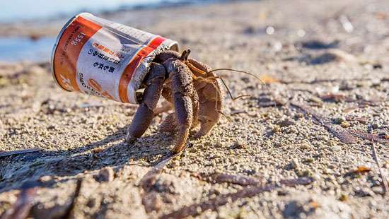 Hermit crabs in danger