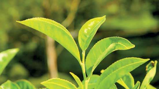 Tea prices edge higher on select quality