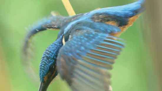 Where the King fisher Waits A trove of poetry