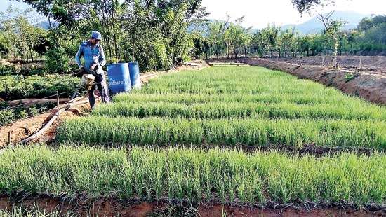 Matale district big onion cultivators in dilemma