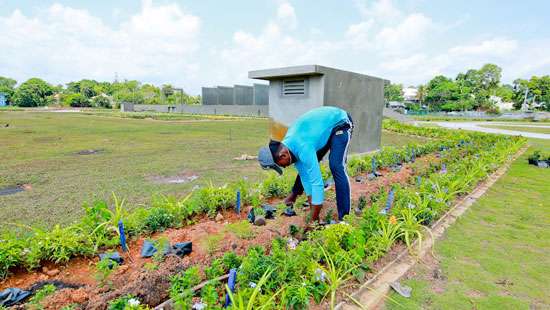 SL’s first sandalwood garden in Battaramulla