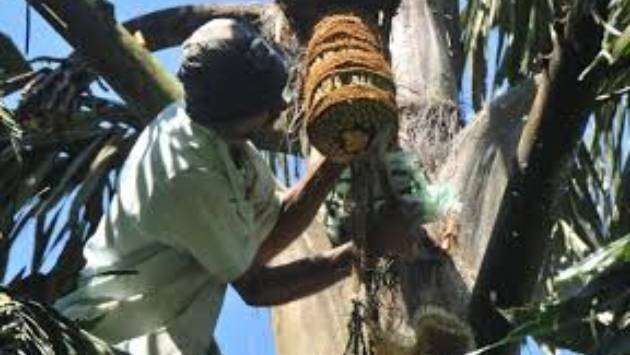 Govt to launch insurance scheme for ‘Kithul’ and Palmyra workers