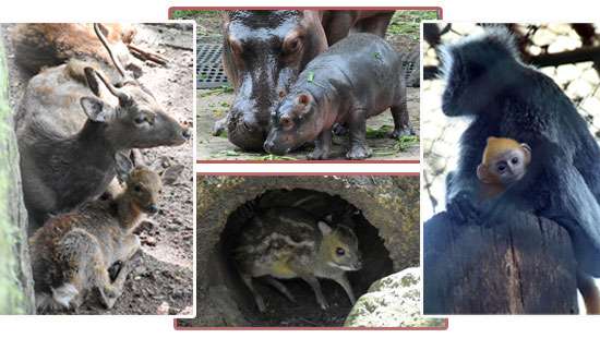 Zoo animals with their 'Lockdown' offspring