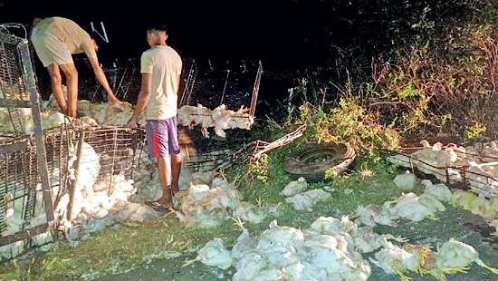 Lorry transporting chickens hits wild elephant: driver injured, birds dead