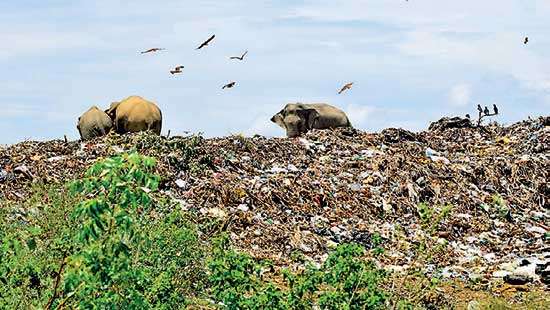 Wild elephants continue to risk lives at garbage dump near Deegawapi Vihare in Ampara