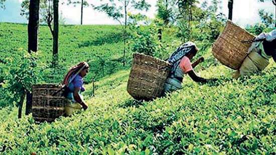 Planters fear Ceylon Tea suffering fate of SL tourism