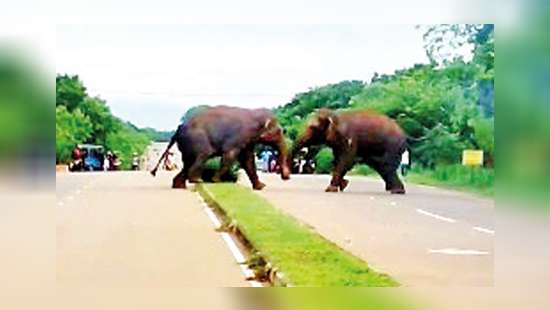 An elephant encounter spotted in Hambantota