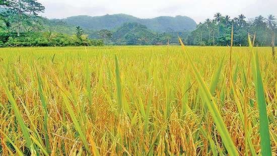 Rice-Duck Integration: Hope for Sri Lanka’s Smallholder  Farmers  and Food Security