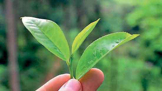 Colombo Tea Auction offering marginally up