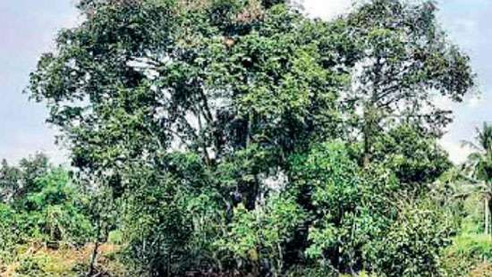 Bandula reveals how ‘Sri Lanka Legume’ tree was removed so soon