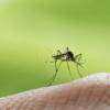 We spend on coils but ignore mosquito breeding sites’ – Dr. Serasinghe