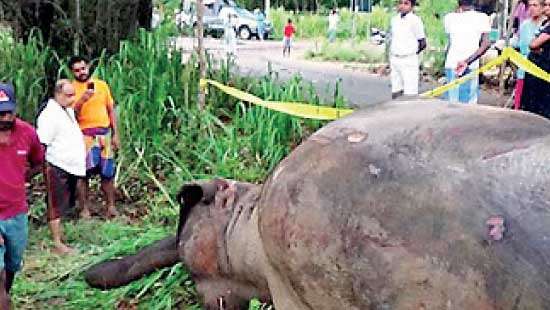 Peaceful wild elephant shot dead by police, sparking outrage