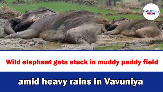 Wild elephant gets stuck in muddy paddy field amid heavy rains in Vavuniya