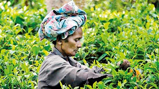 High volume, low quality, currency instability contribute to declining market at this week’s tea auction