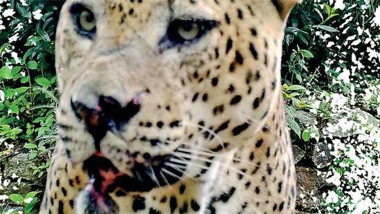 Life and death in the wild  and Snares that kill