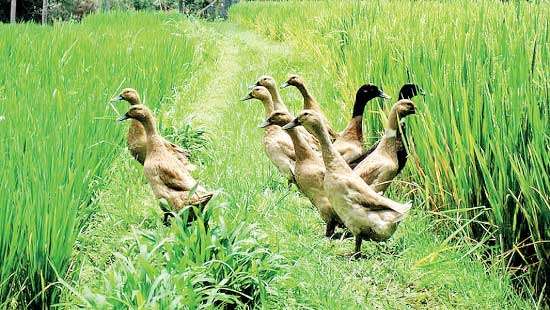 Rice-Duck Integration Hope for Sri Lanka’s smallholder farmers and food security