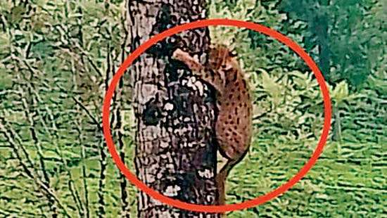 Fishing cat escapes dog attack in Tea Estate