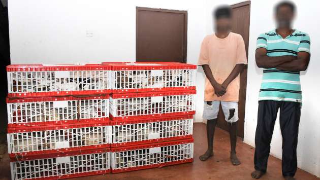 Two arrested for smuggling birds in Mannar