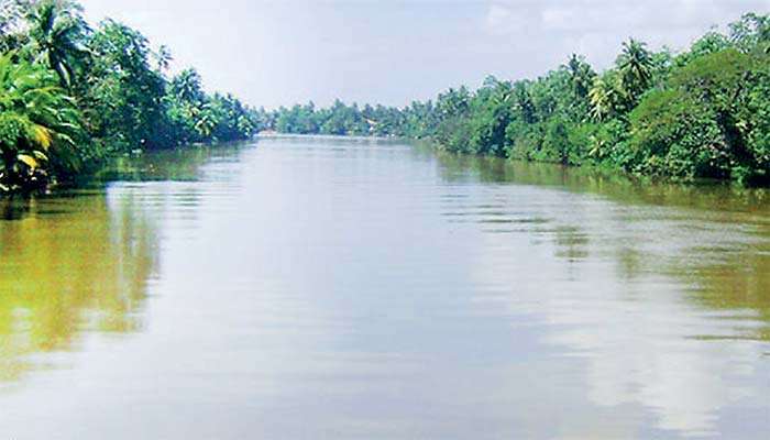 Thousands of Fish in Kelani River  dying
