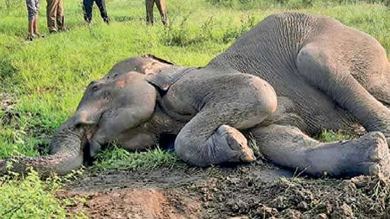 She elephant shot in the head