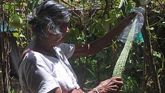 Harvesting...