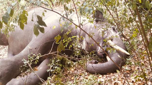 Five elephant carcasses found in forest reserves