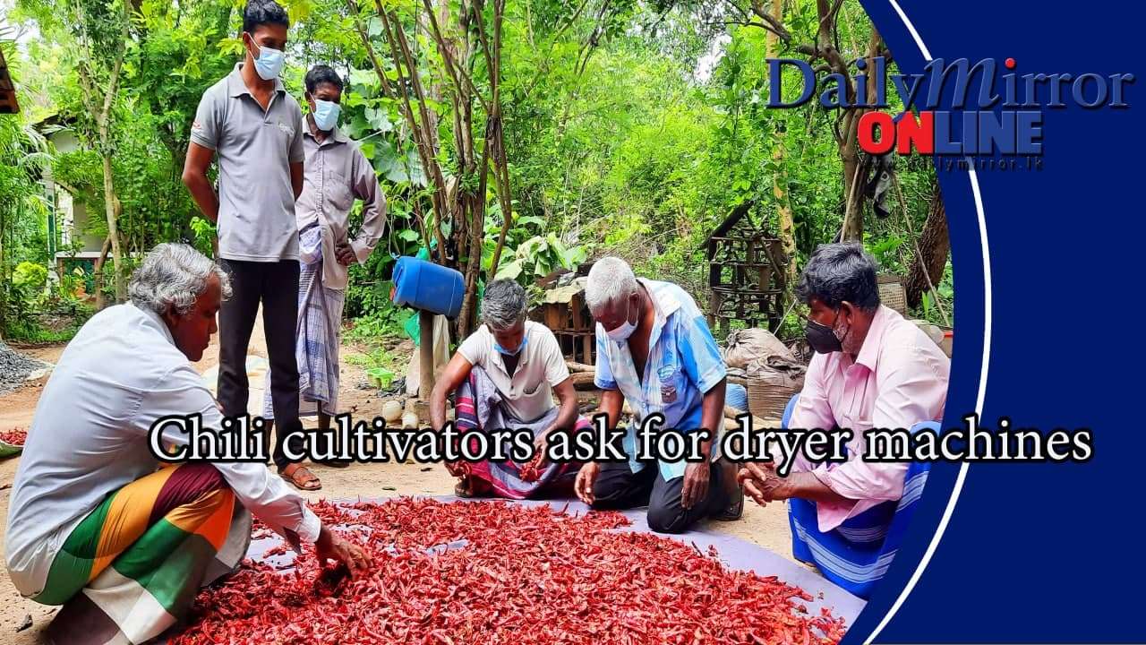 Chili cultivators ask for dryer machines