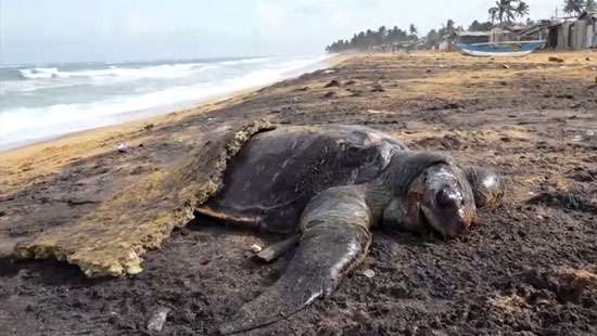 Experts baffled by mass turtle deaths