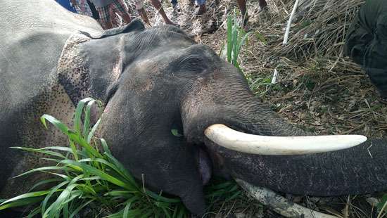 Tusker electrocuted; home garden owner arrested