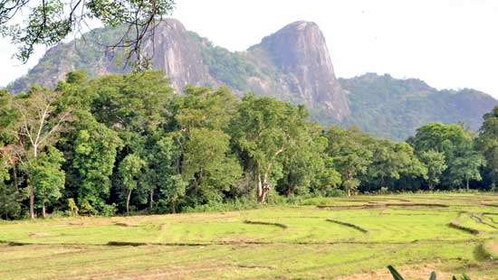 Wanton land grabbing in Nilgala Forest