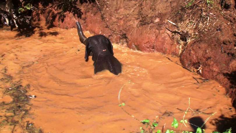 Baby elephant rescued...