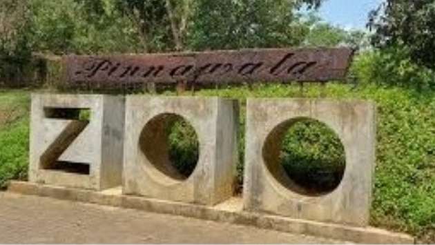 Ridiyagama, Pinnawala zoos starved of animals