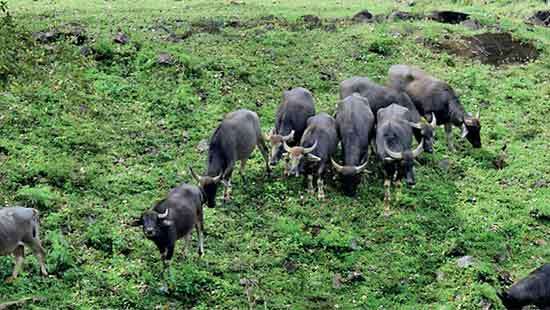 Human-Buffalo conflict continues to haunt and trouble villagers “We do not benefit from the Kotmale reservoir in any way,”