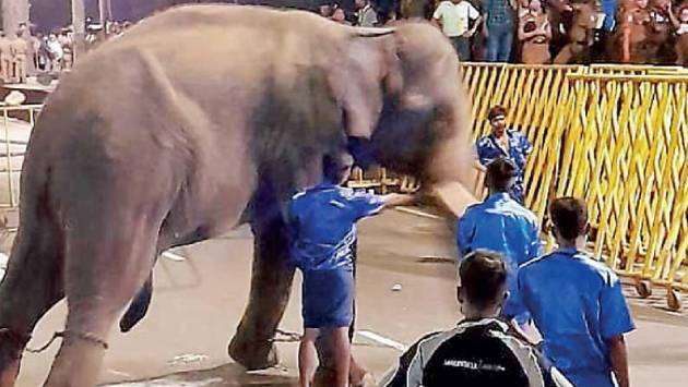 Perahera elephant attacks youth