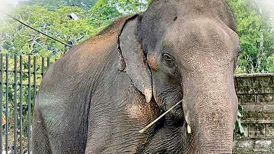 Muthiyangana Rajamaha Vihara tusker falls to death in abandoned pit