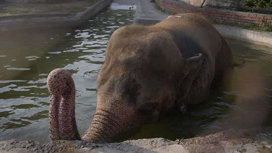 Pakistan to relocate lonely Sri Lankan elephant Kaavan to Cambodia