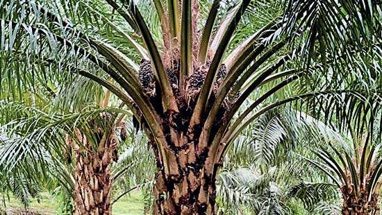 Losing millions in silence: Why Sri Lanka must lift palm oil ban now