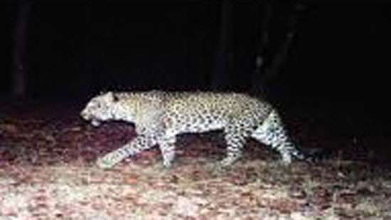 Roaming leopards instill fear among Hatton residents