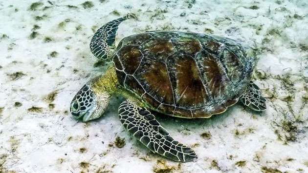 Great Barrier Reef suffers worst coral decline on record