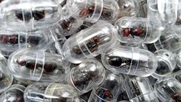 Chinese national arrested over attempt to smuggle 2,000 queen ants from Kenya
